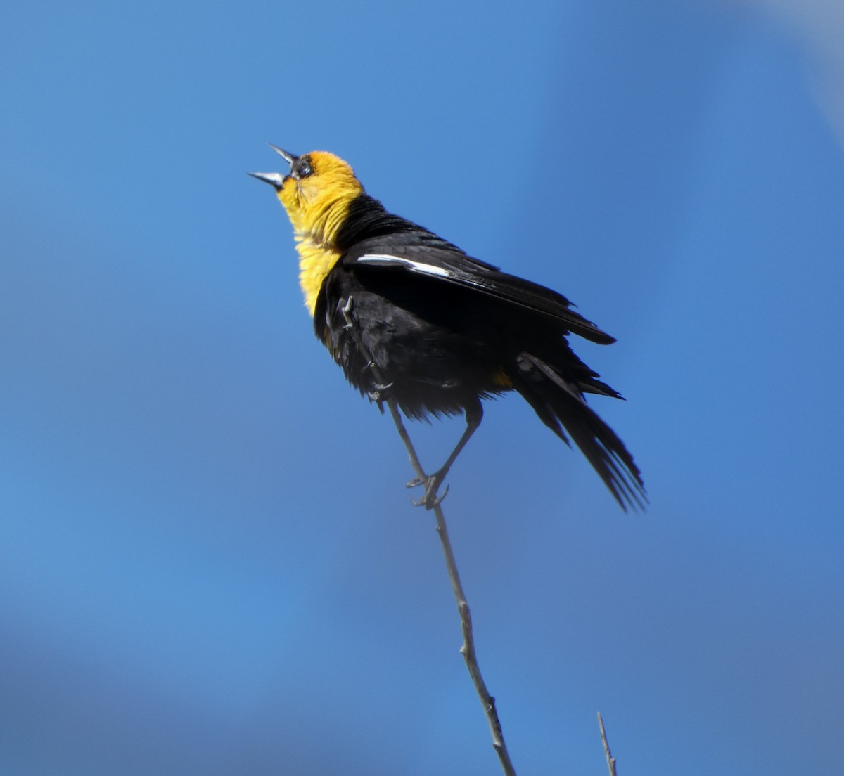 Yellow-headed Blackbird - ML619911081