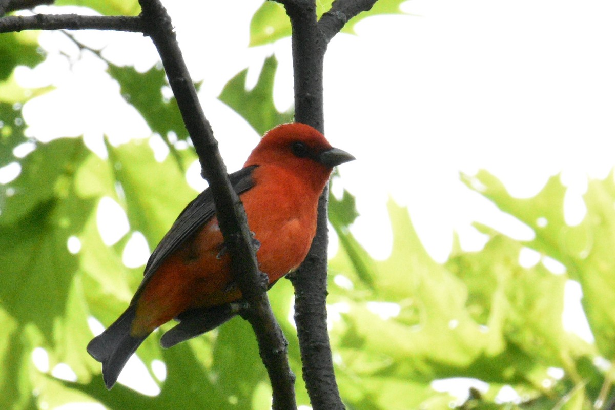 Scarlet Tanager - ML619911087
