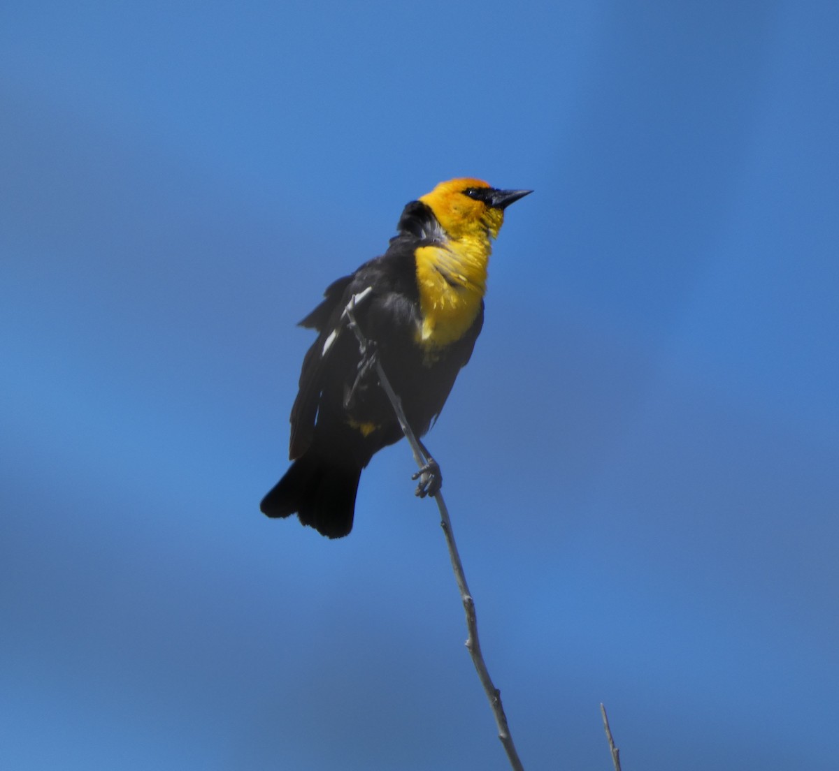 Yellow-headed Blackbird - ML619911099