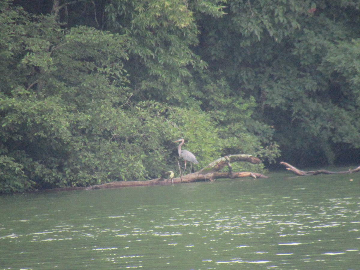 Great Blue Heron - ML619911100