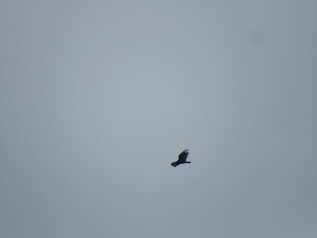 Turkey Vulture - ML619911108