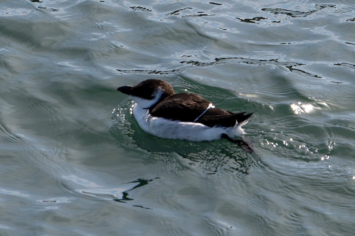 Razorbill - ML619911116