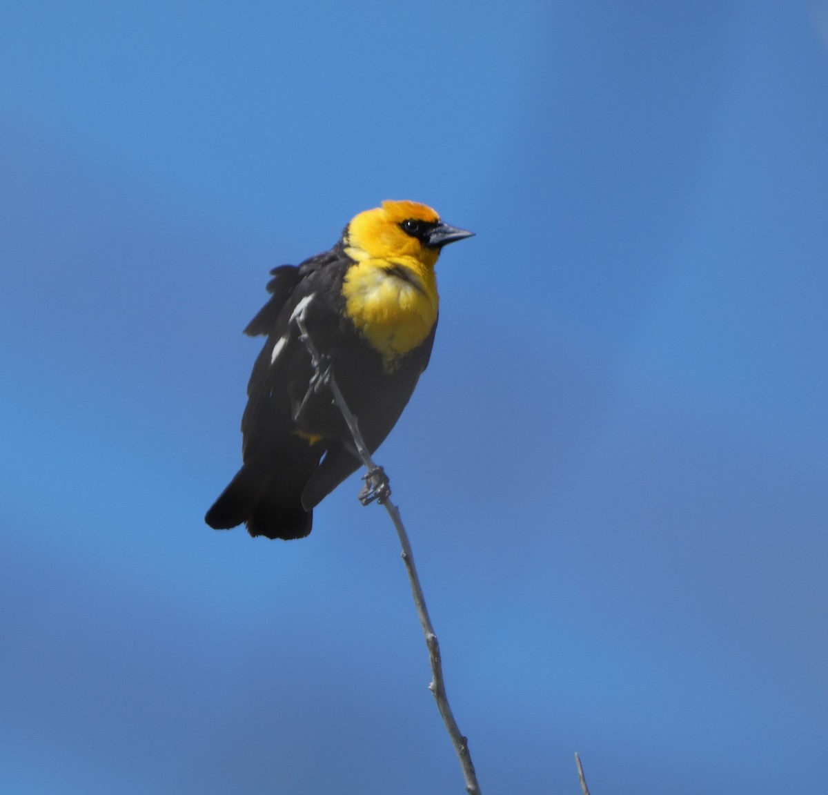 Yellow-headed Blackbird - ML619911118