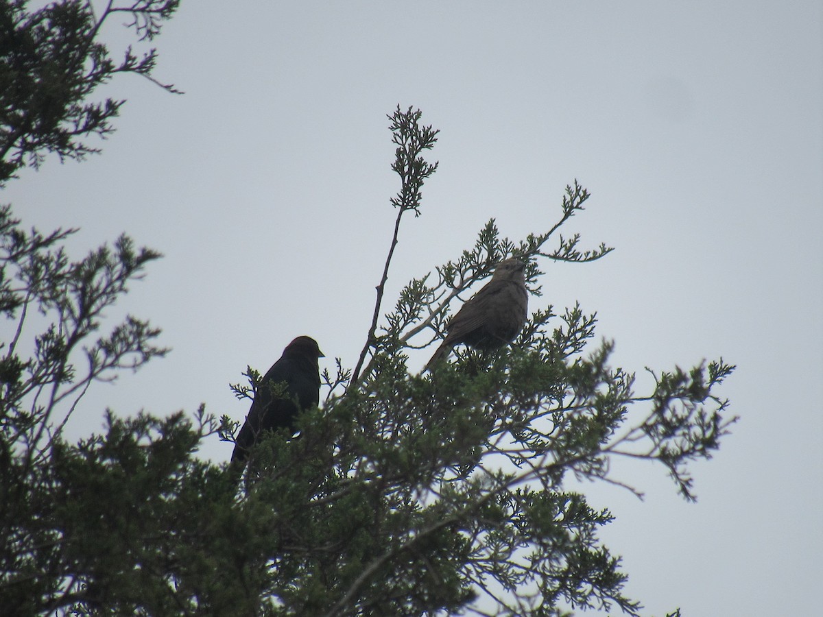 Brown-headed Cowbird - ML619911121