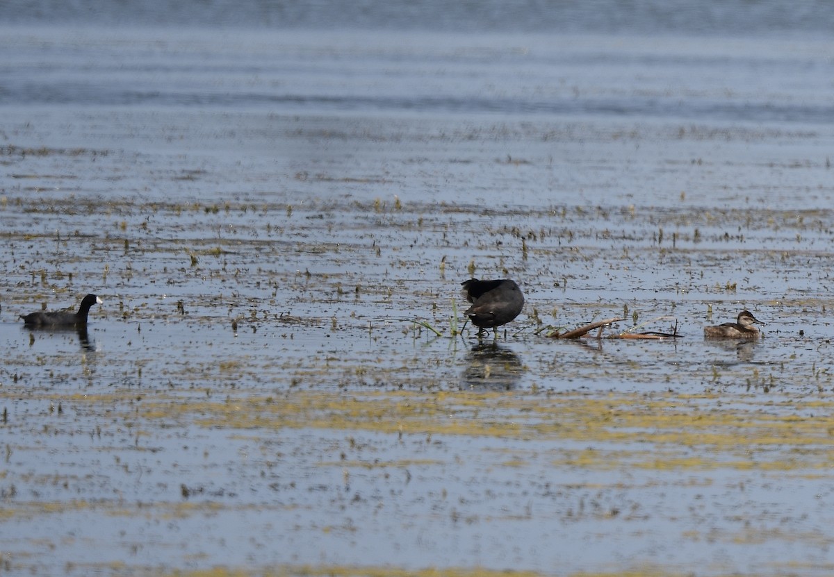 American Coot - ML619911129