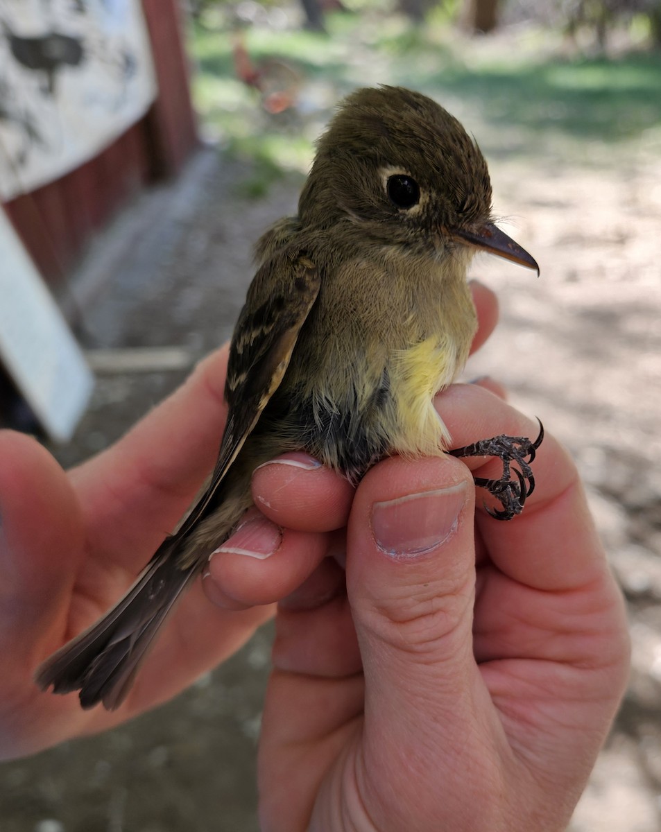 Western Flycatcher - ML619911133