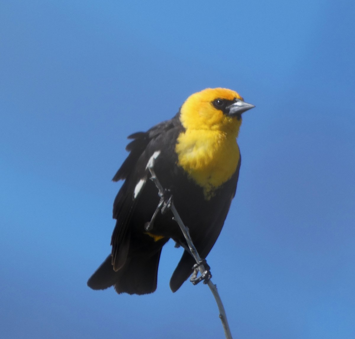 Yellow-headed Blackbird - ML619911134