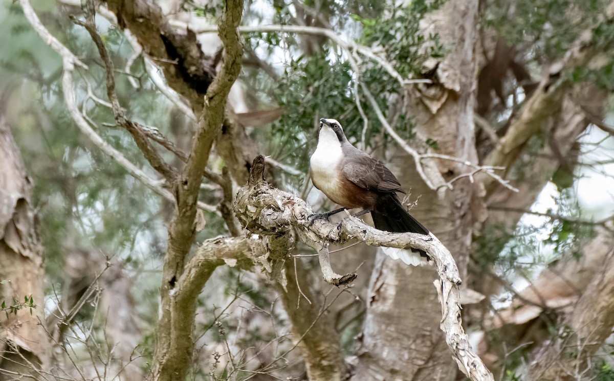 Gray-crowned Babbler - ML619911137