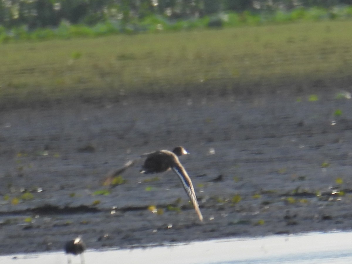 Greater Scaup - ML619911146