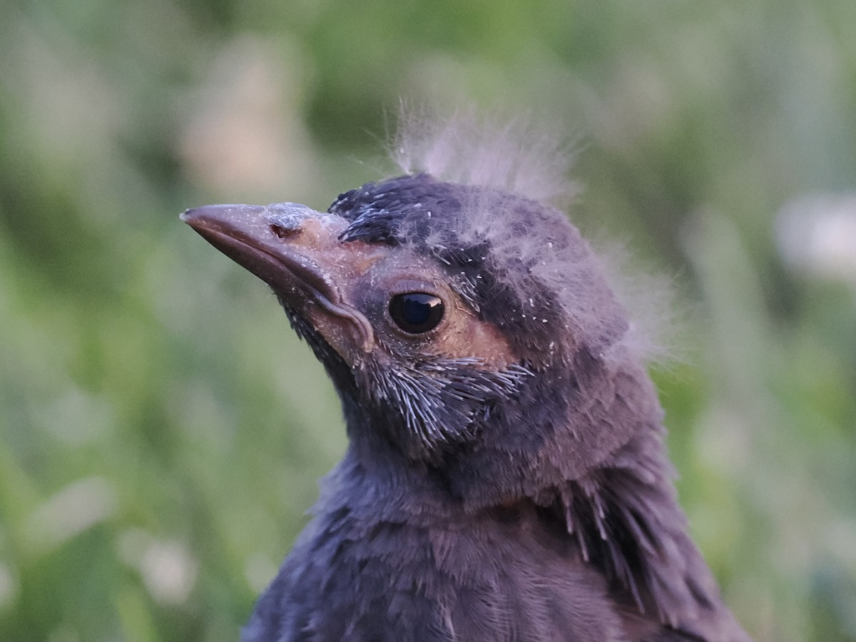 Common Grackle - ML619911147