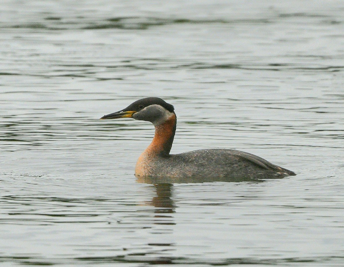 Red-necked Grebe - ML619911161