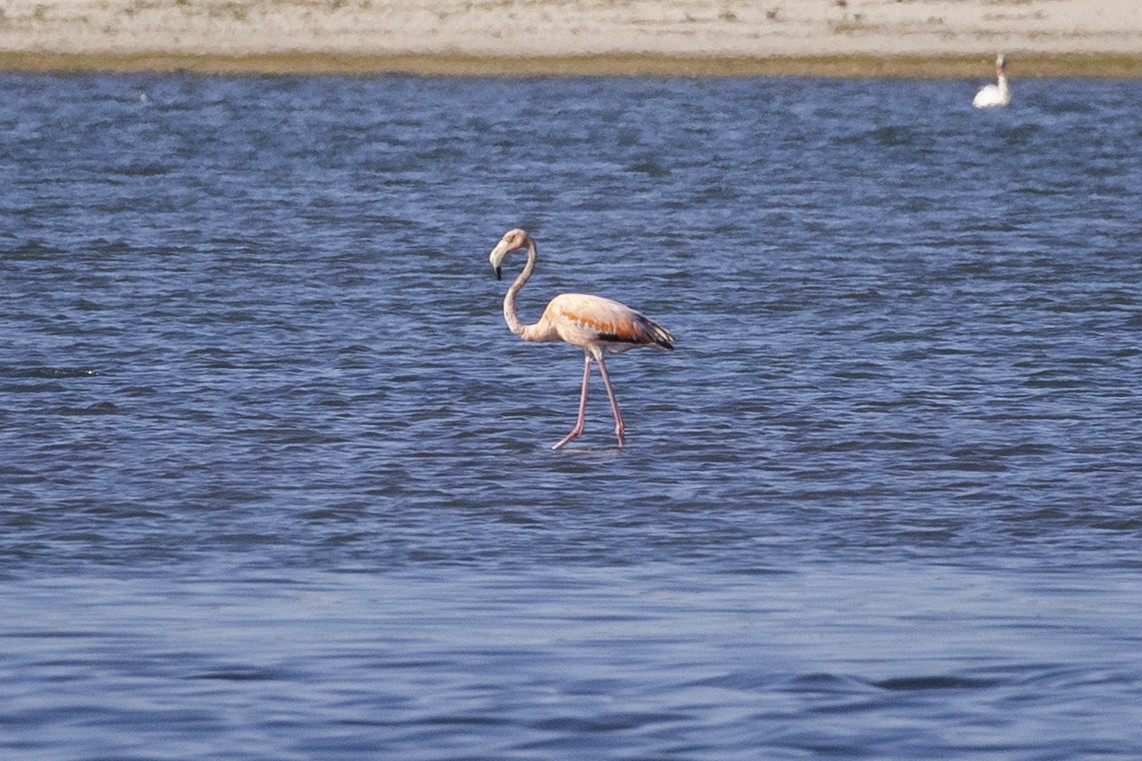 Flamant des Caraïbes - ML619911163