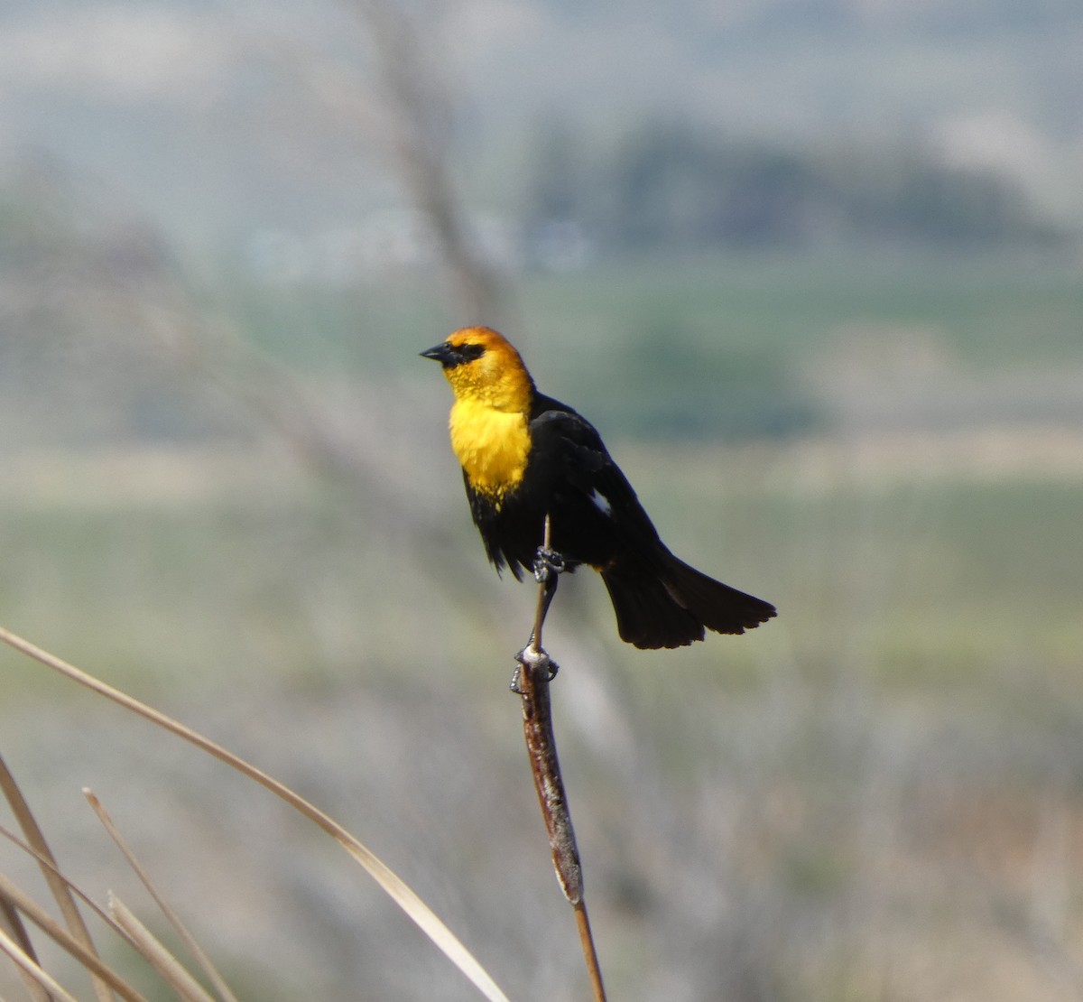 Yellow-headed Blackbird - ML619911165