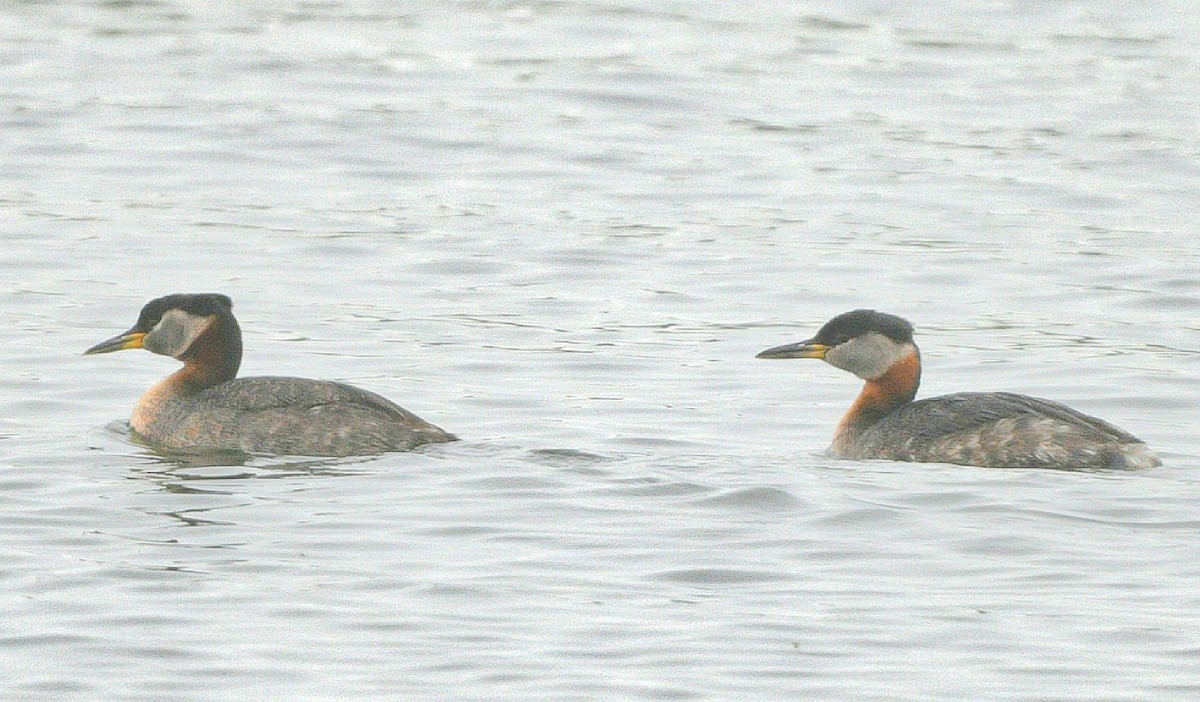 Red-necked Grebe - ML619911169