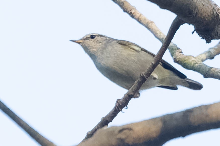 Phylloscopus sp. - ML619911171