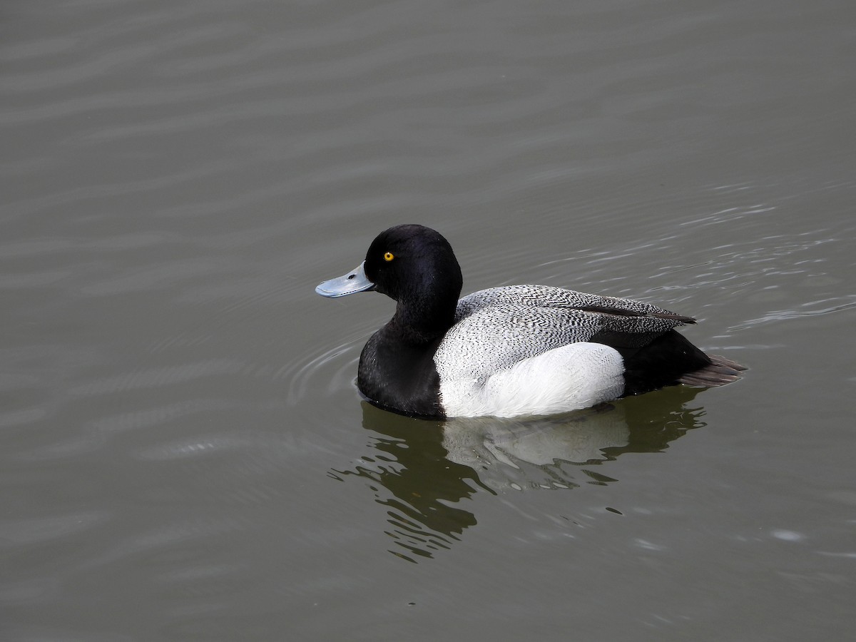 Greater Scaup - ML619911173