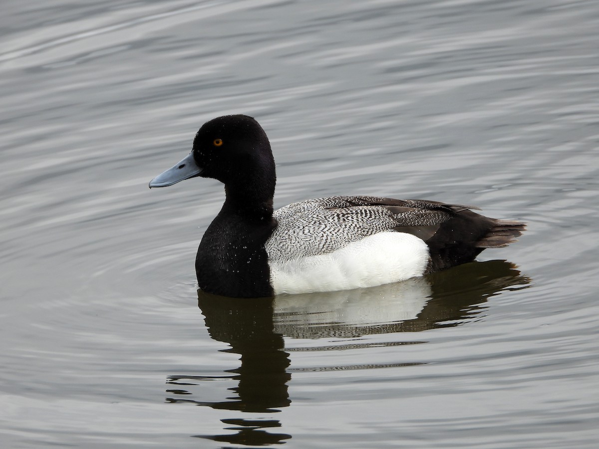 Greater Scaup - ML619911175