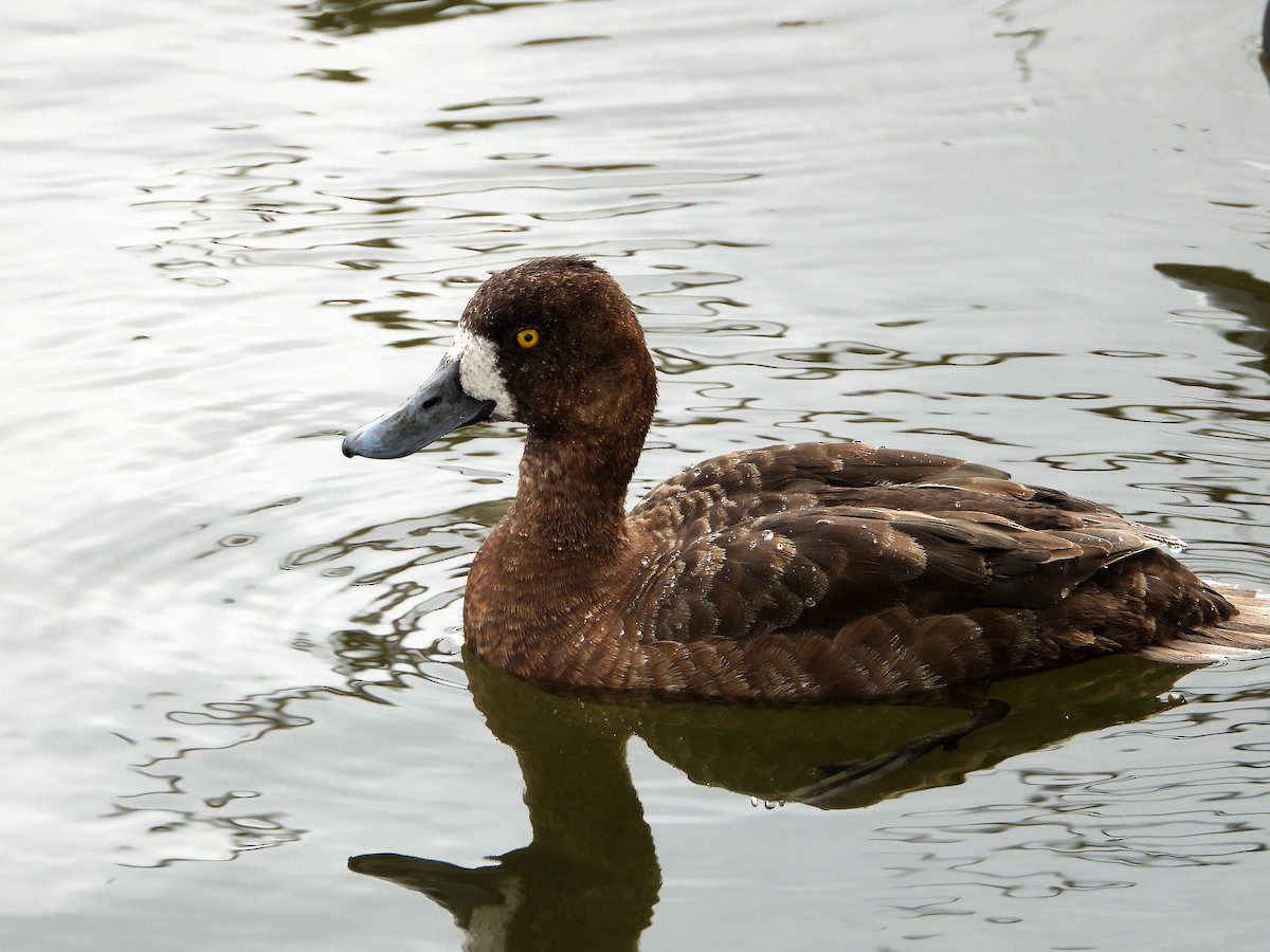 Greater Scaup - ML619911176