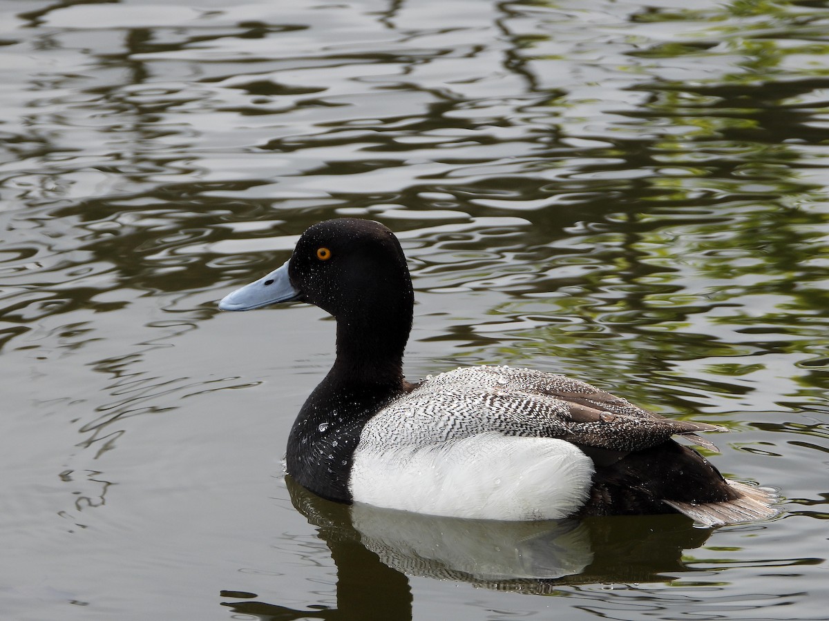 Greater Scaup - ML619911177