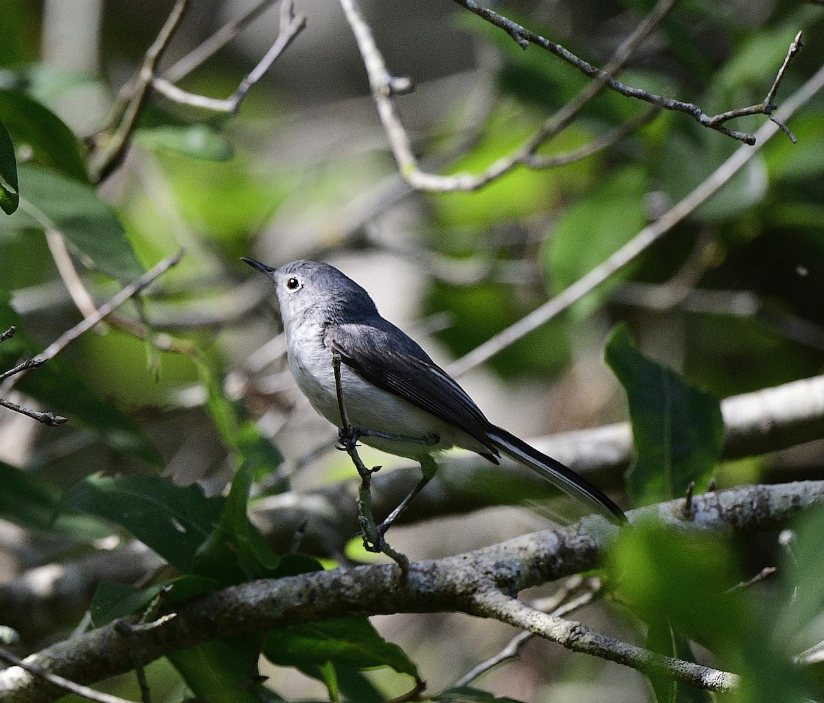 Blue-gray Gnatcatcher - ML619911179