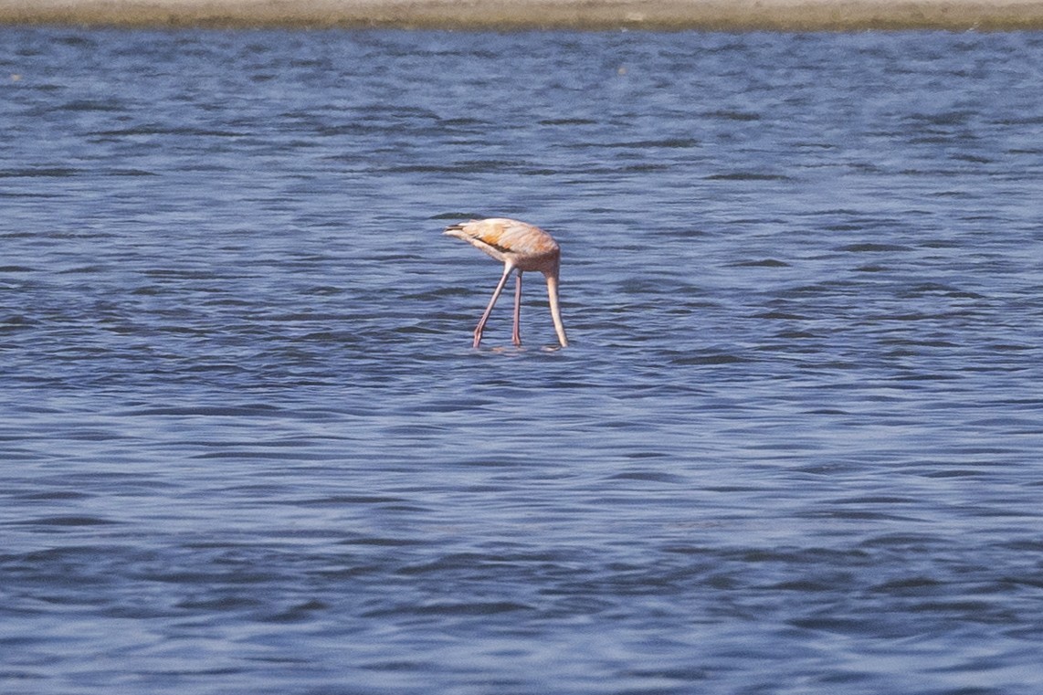 Amerika Flamingosu - ML619911184