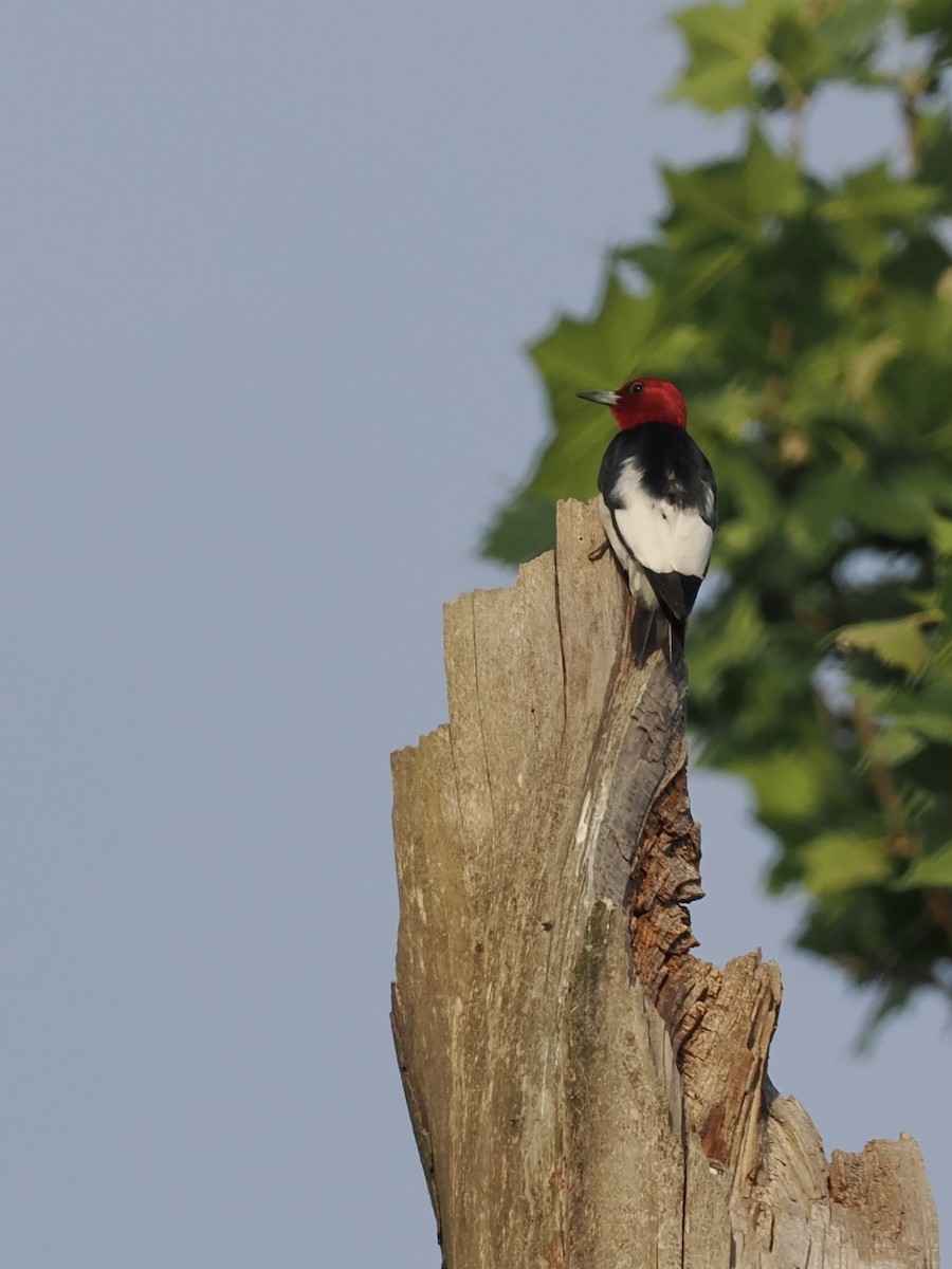 Red-headed Woodpecker - ML619911205