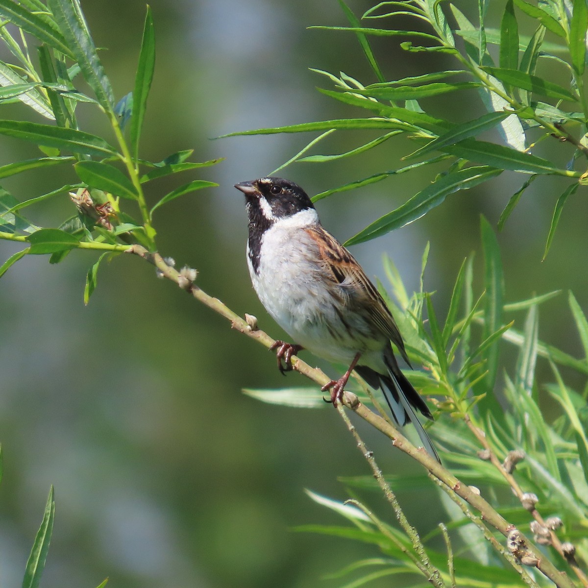 Reed Bunting - ML619911228