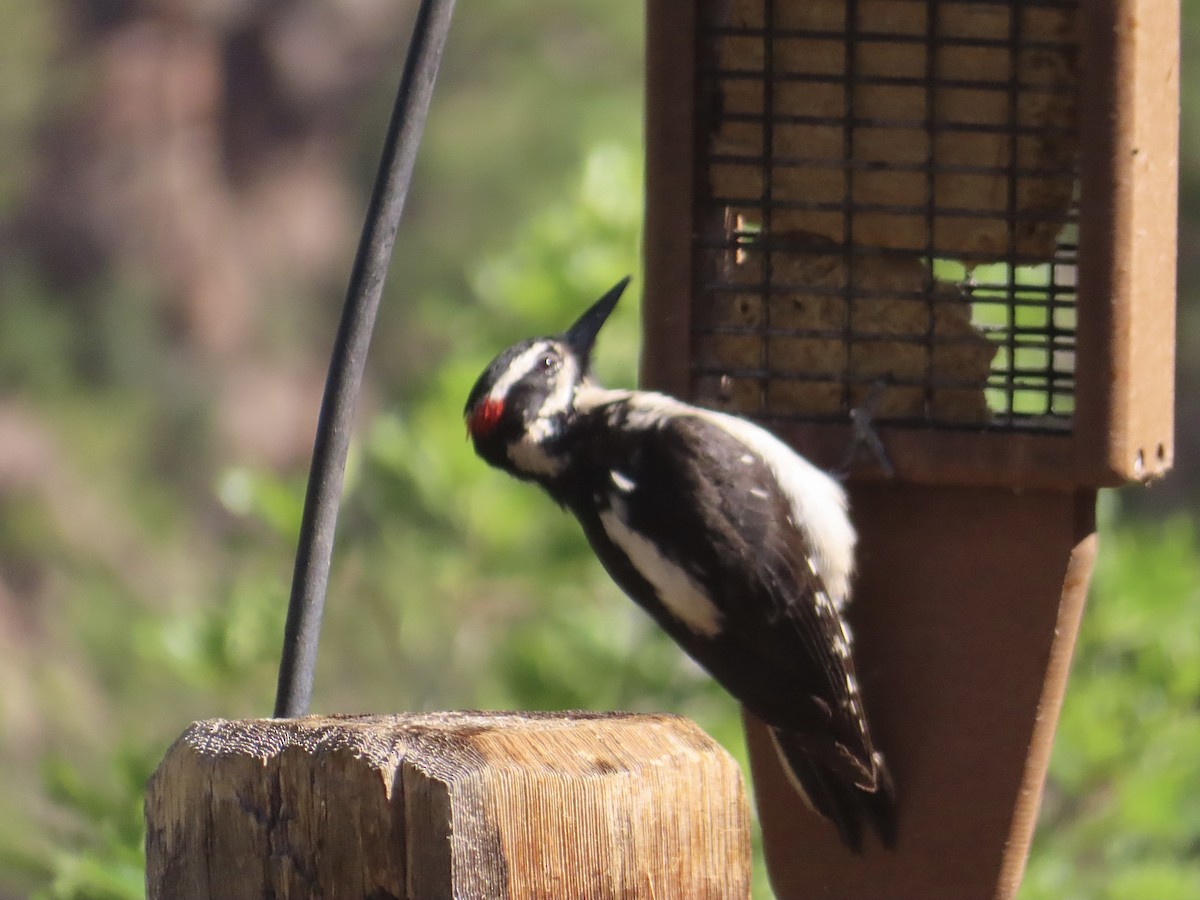 Hairy Woodpecker - ML619911229