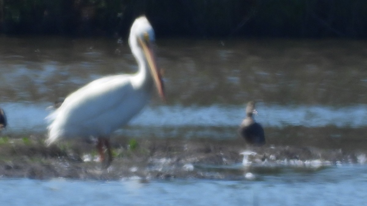 American White Pelican - ML619911232