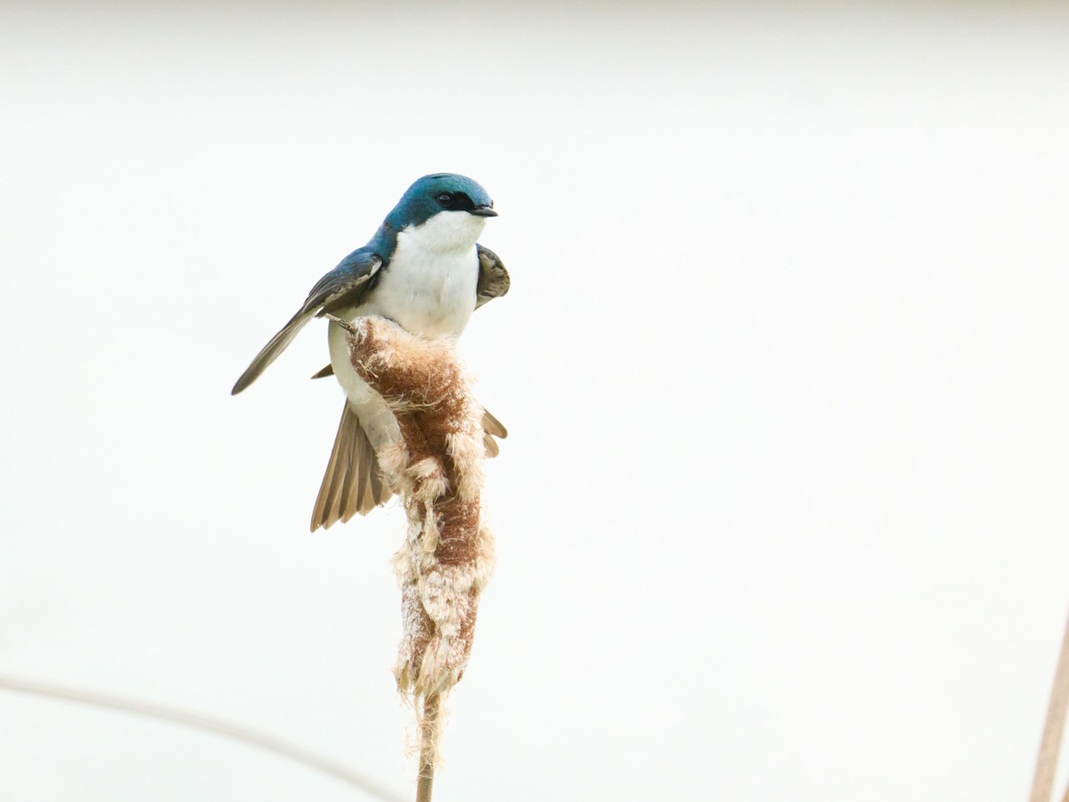 Tree Swallow - ML619911238