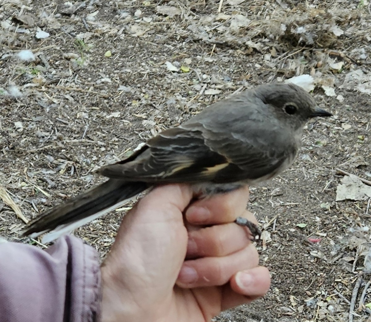 Townsend's Solitaire - ML619911244