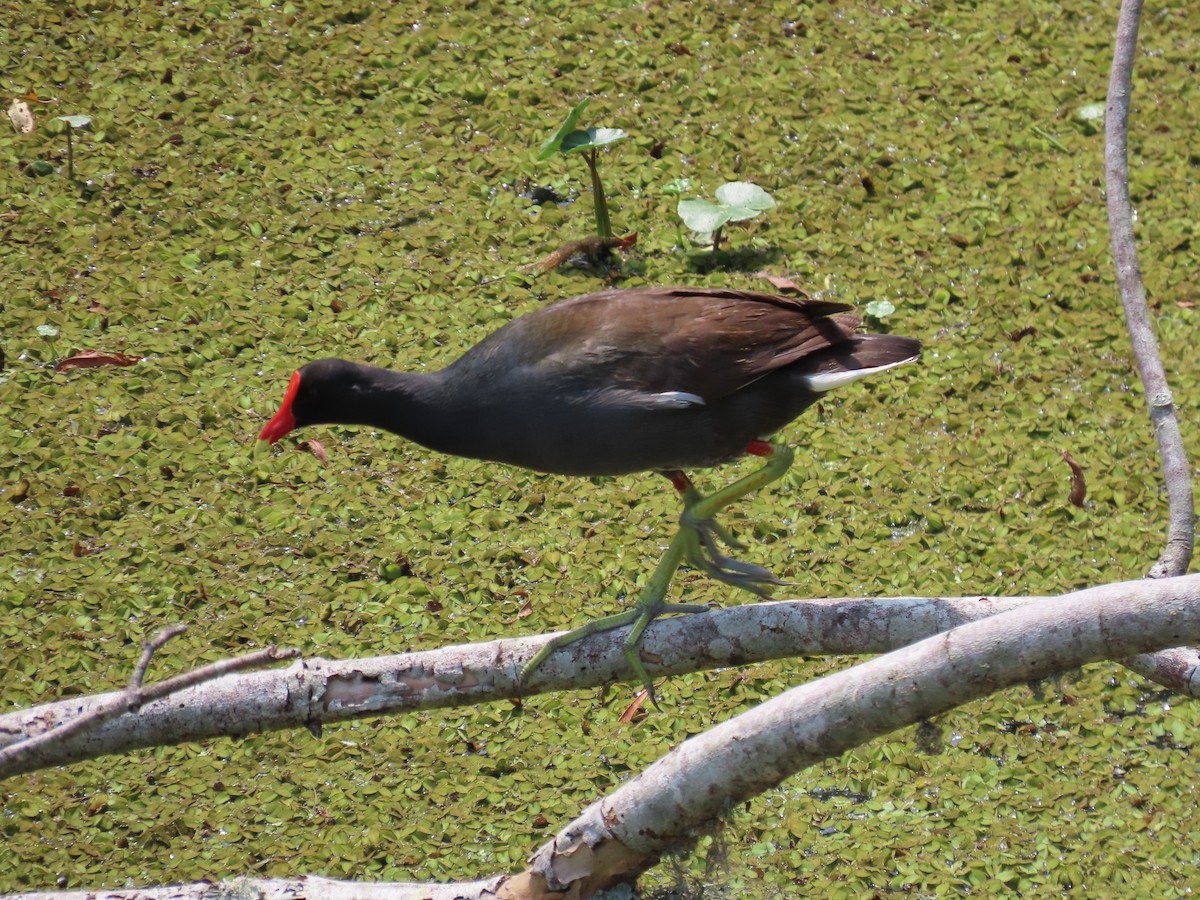 Common Gallinule - ML619911270