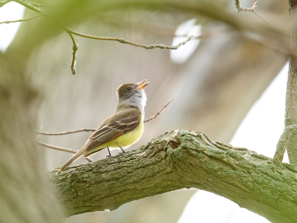 Great Crested Flycatcher - ML619911276