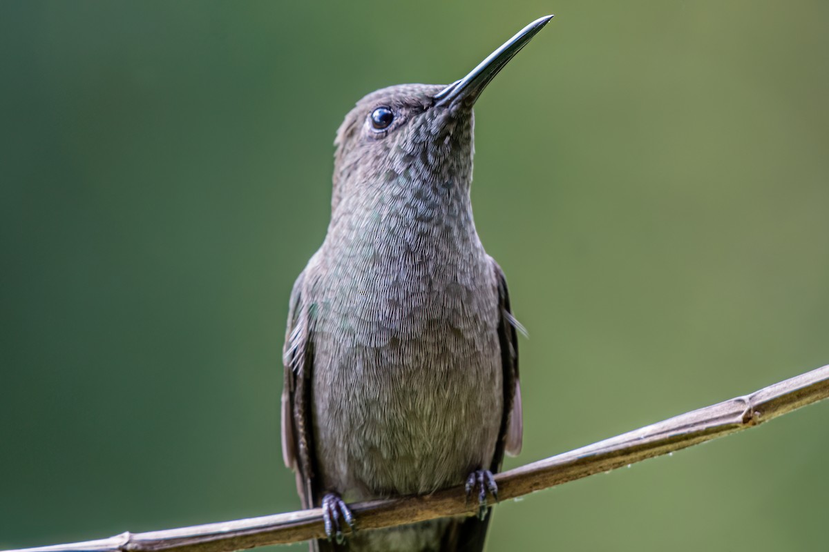 kolibřík temný - ML619911281