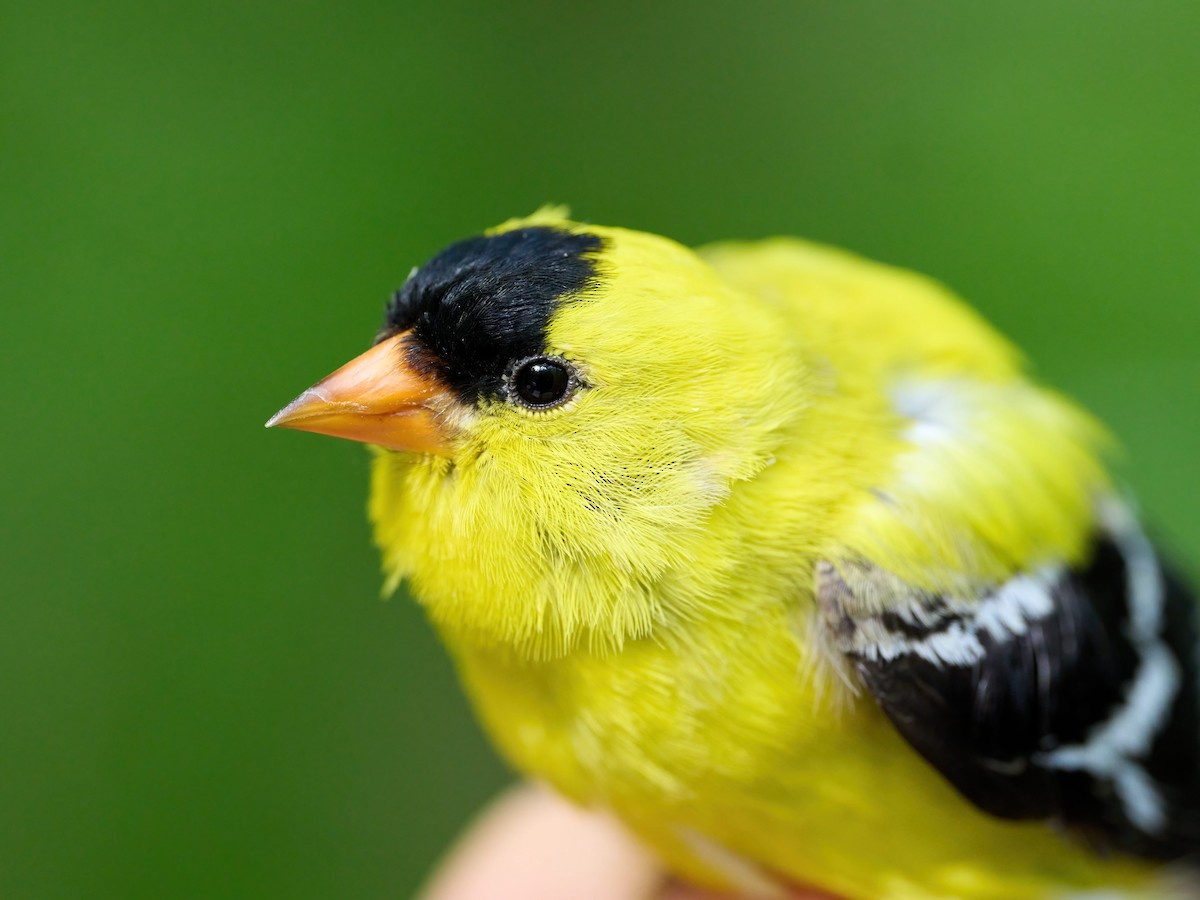 American Goldfinch - ML619911286