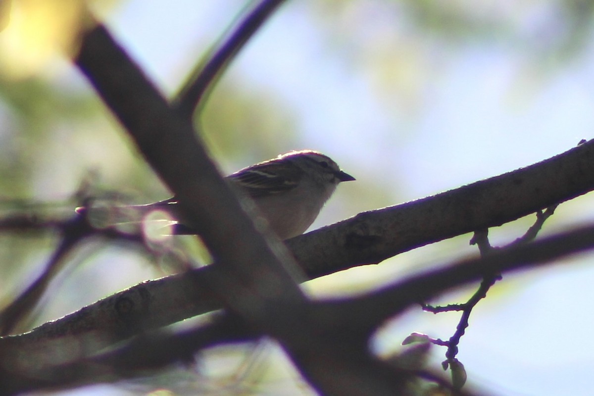 Chipping Sparrow - ML619911290
