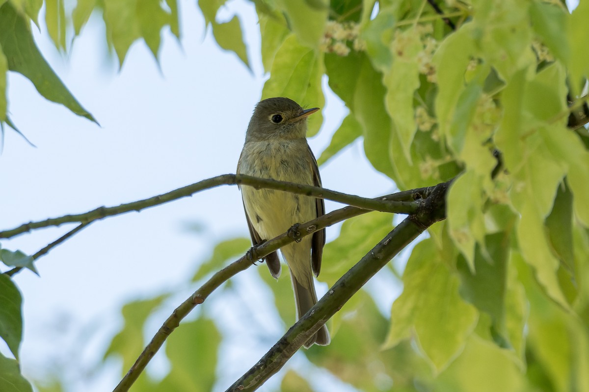 Western Flycatcher - ML619911304