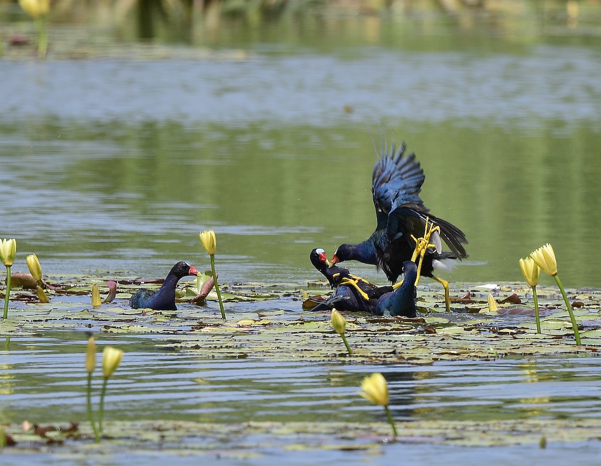 Purple Gallinule - ML619911315