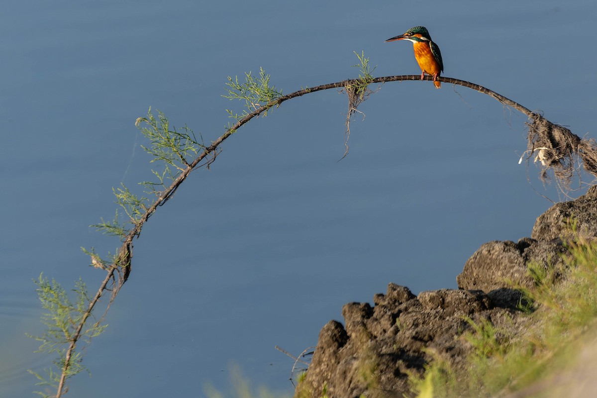 Common Kingfisher - ML619911316