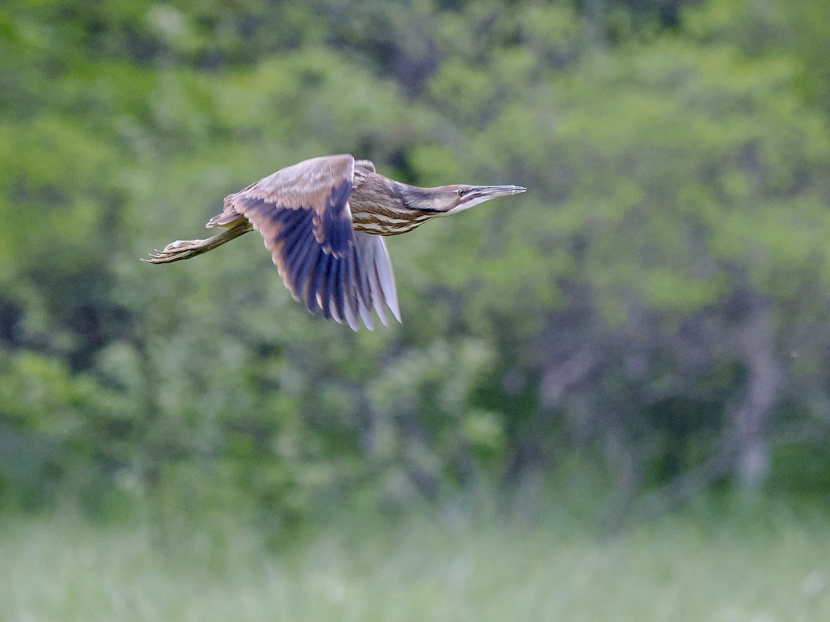 American Bittern - ML619911322