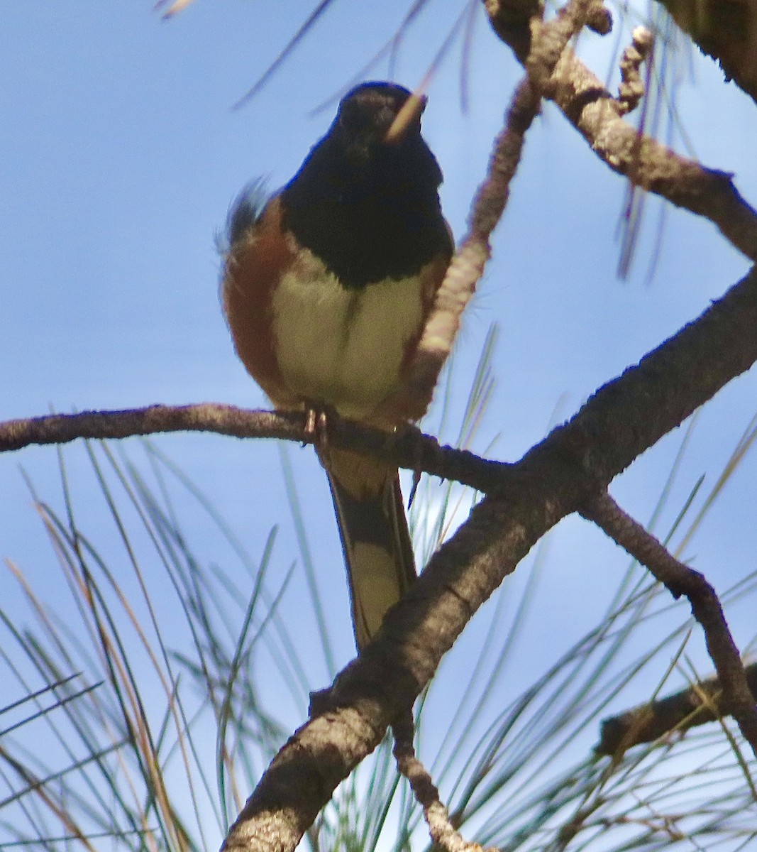 Spotted Towhee - ML619911329