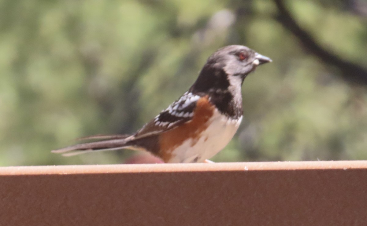Spotted Towhee - ML619911330