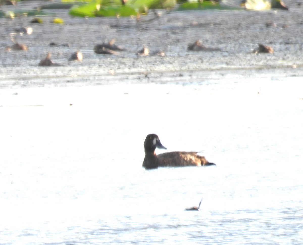 Greater Scaup - ML619911337