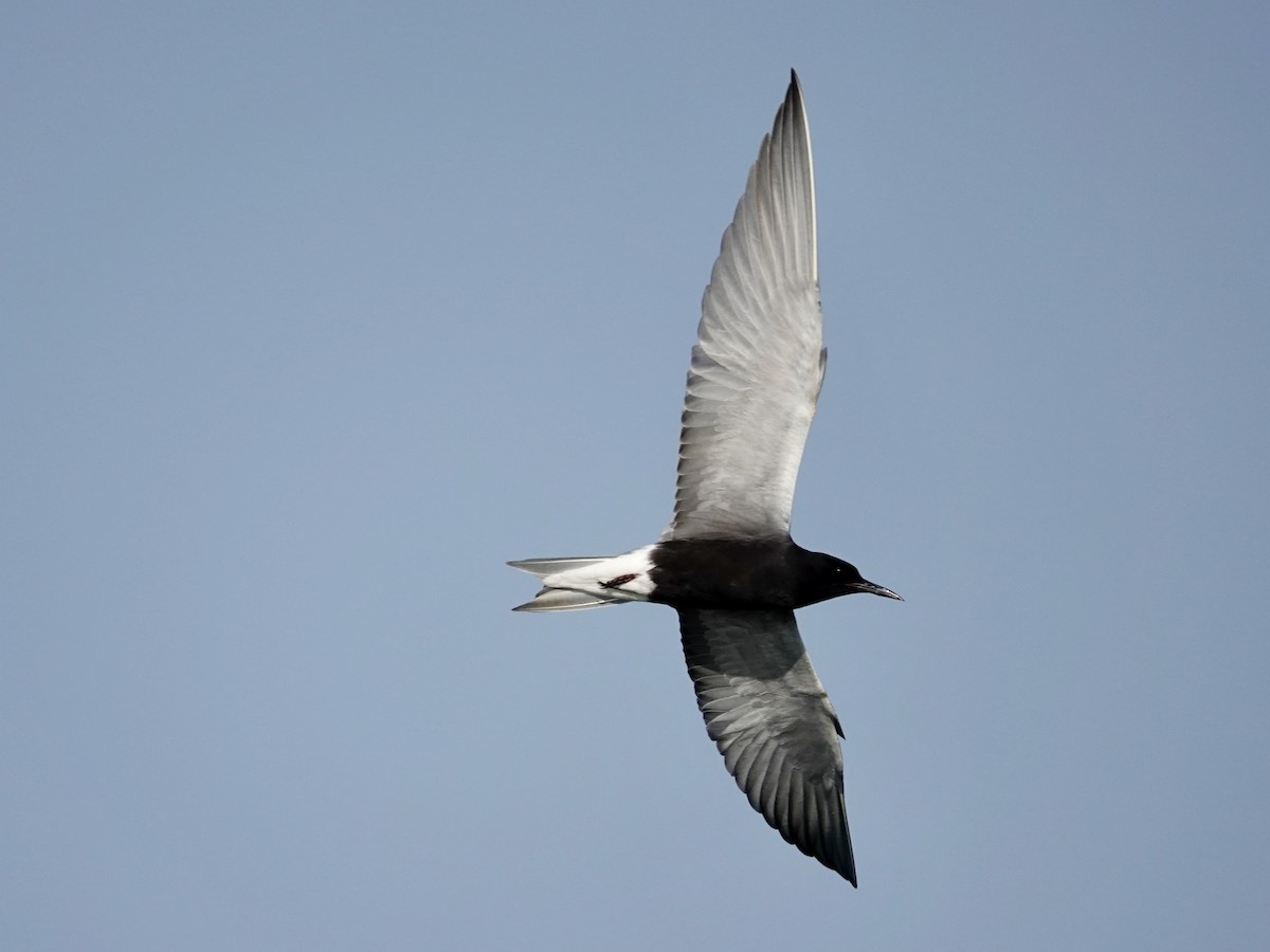 Black Tern - ML619911341