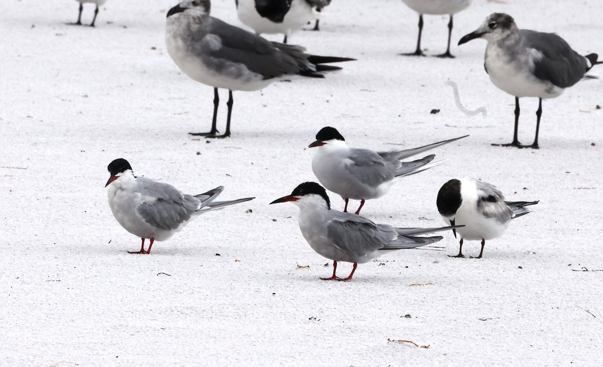 Common Tern - ML619911342