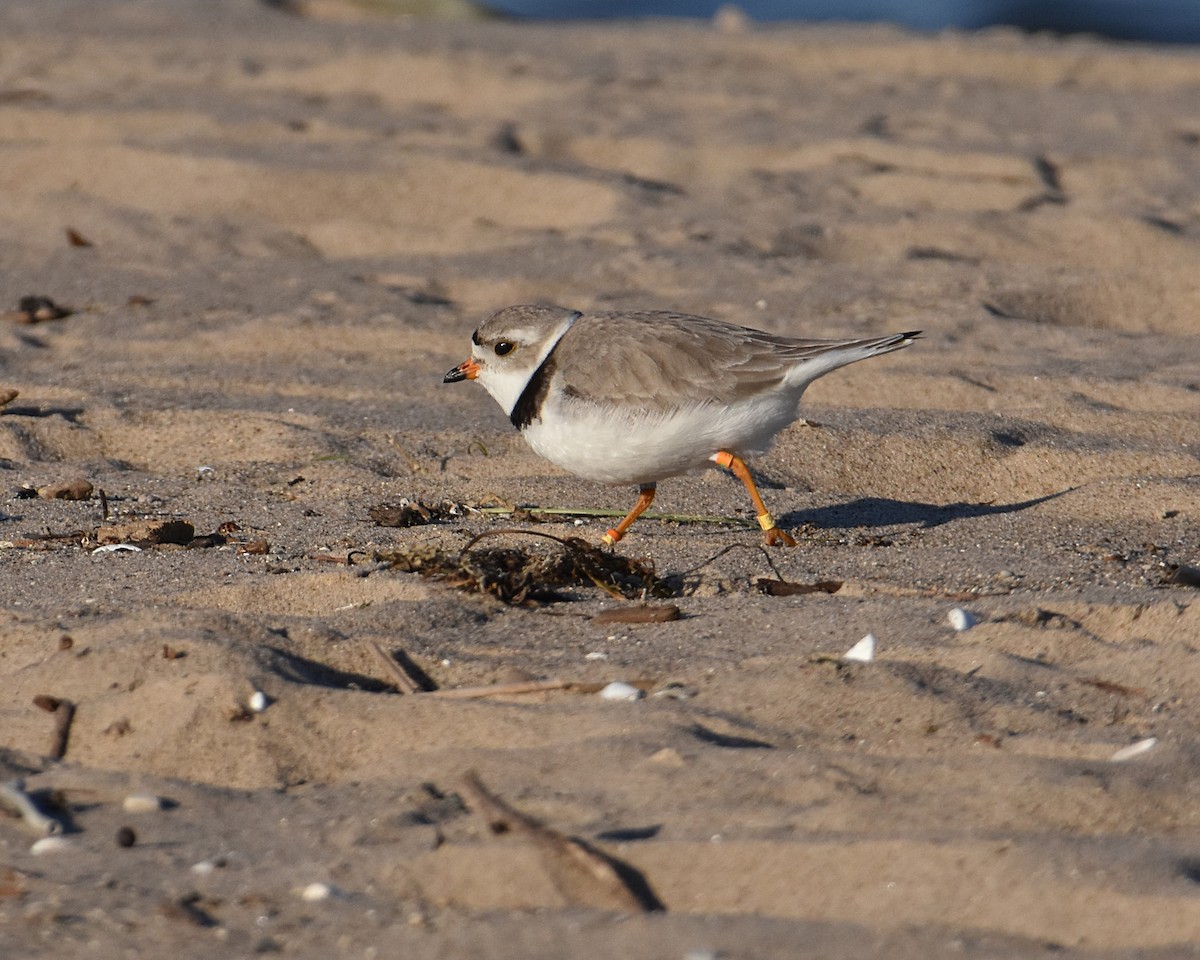 Piping Plover - ML619911349