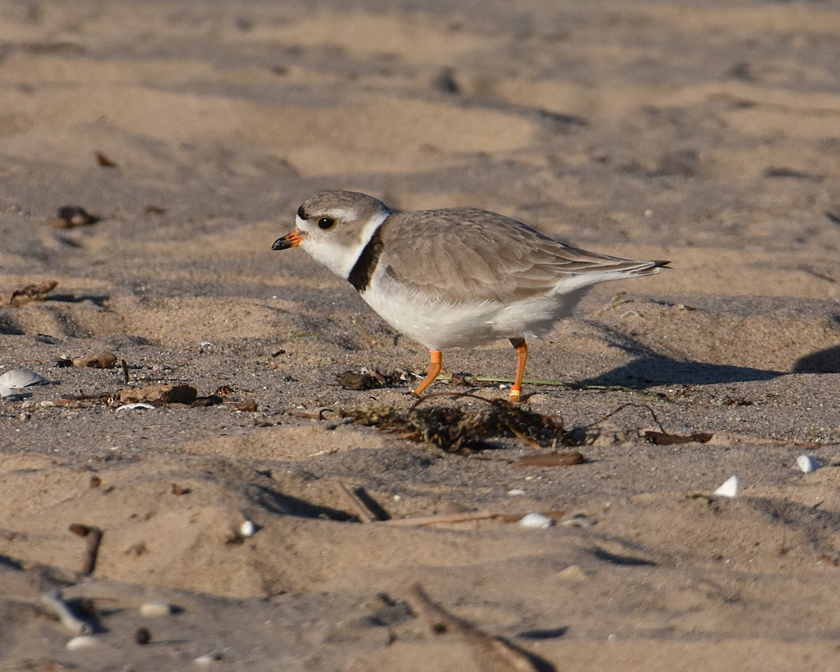 Piping Plover - ML619911350