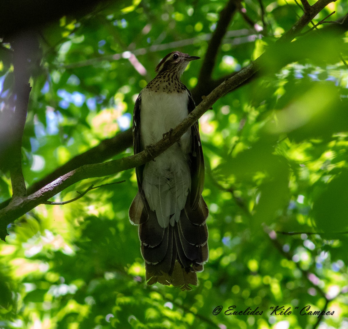 Pheasant Cuckoo - ML619911351