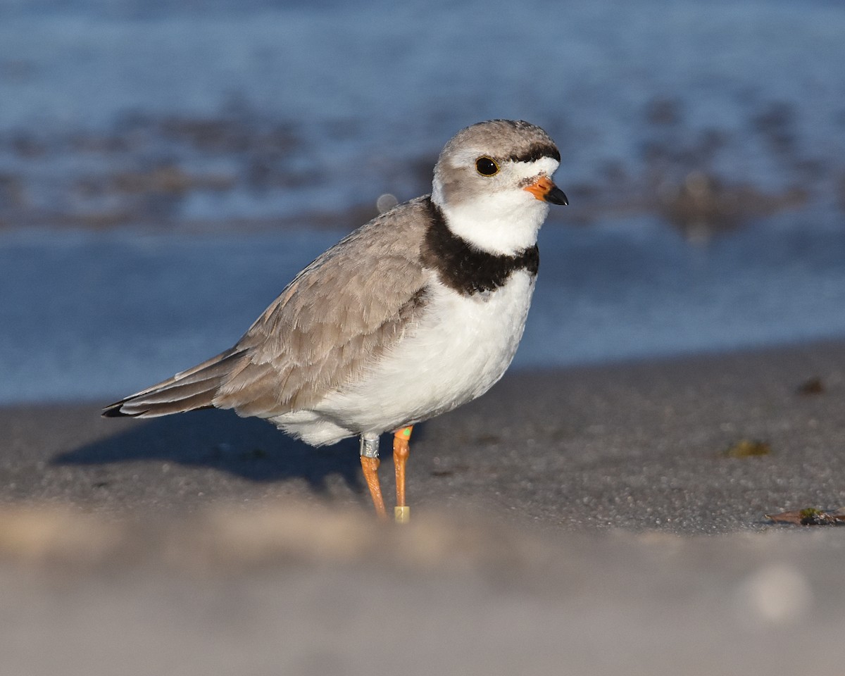 Piping Plover - ML619911352