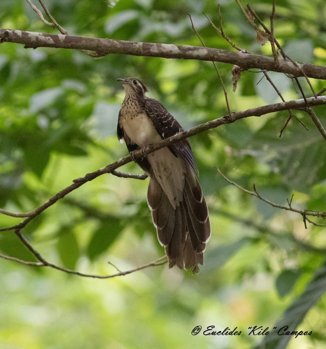 Pheasant Cuckoo - Euclides "Kilo" Campos